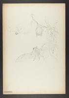 Vespertilio macropus