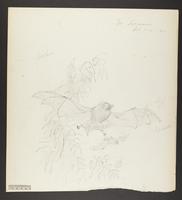 Vespertilio tasmaniensis