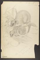 Phalangista viverrina