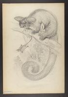 Petaurista taguanoides