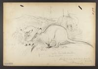 Halmaturus manicatus