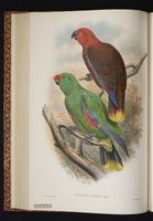 Eclectus Parrot plate 32