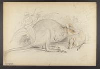 Lagorchestes leichardti