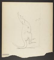 Unidentified kangaroo