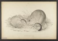 Bettongia ogilbyi