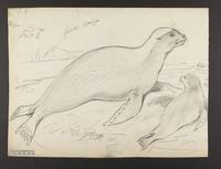 Arctocephalus lobatus