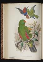Eclectus Parrot plate 31