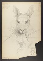 Macropus major