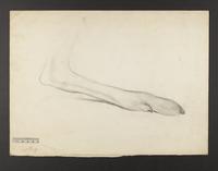 Unidentified bird drawing