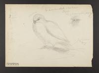 Unidentified bird drawing