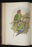 Red-cheeked Parrot plate 30