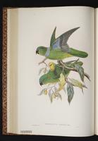 Blue-collared Parrot plate 29