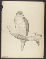 Falco hypoleucus