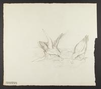 Unidentified bird drawing