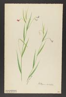 botanical: Lathyrus nissolia