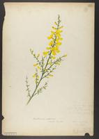 botanical: Sarothamnus scoparius