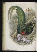 Eared quetzal; Eared trogon; trogón orejón plate 1