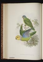 Singing Parrot plate 28