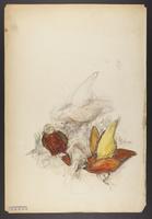 Unidentified bird drawing