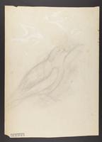 Pencil sketch of a bird