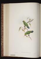 Yellow-capped Pygmy Parrot plate 27