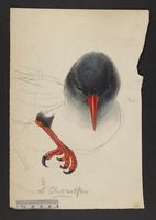 Unidentified bird drawing