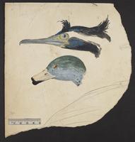 Unidentified bird drawing