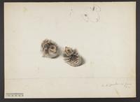 Unidentified bird drawing