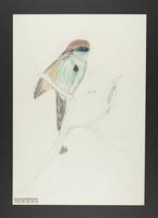 Unidentified bird drawing