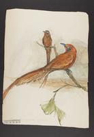 Unidentified bird drawing