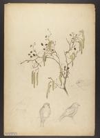 Aegiothus linaria &amp; botanical