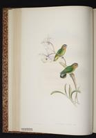 Buff-faced Pygmy Parrot plate 26