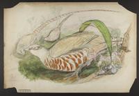 Unidentified Pheasant-like birds