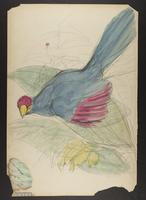 Violet plantain eater