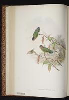 Buff-faced Pygmy Parrot plate 25
