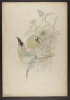 Aulocorhamphus caeruleogularis