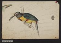 Pteroglossus regalis