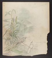 Campylopterus ? [sic] cuvieri