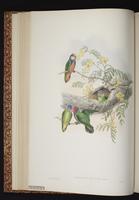 Rose-breasted Pygmy Parrot plate 24