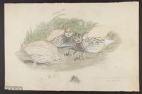 Coturnix coromandelica