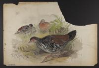 Galloperdix zeylonensis