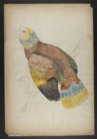 Unidentified Parrot