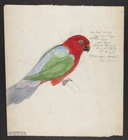 Aprosmictus scapulatus?