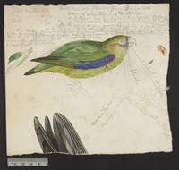 Unidentified parrot