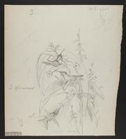 Calothrax cyanopogon