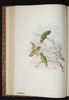 Geelvink Pygmy Parrot plate 23