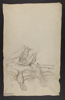 Campylopterus phainopeplus