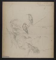 Chrysobronchus virescens