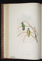 Geelvink Pygmy Parrot plate 22
