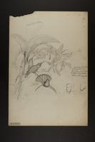 Campylopterus lazulus